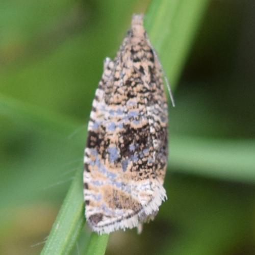 Celypha lacunana